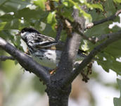 Blackpoll Warbler 6386